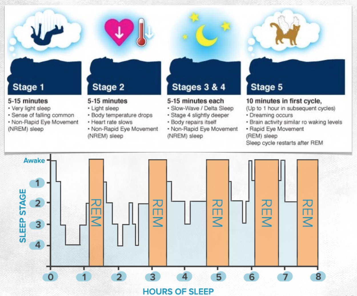 Sleep cycle